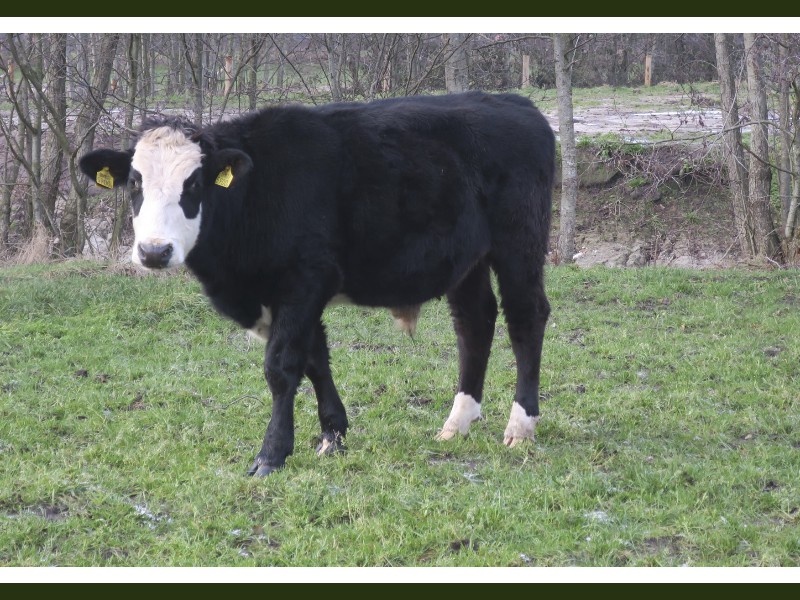 blaarkop stier